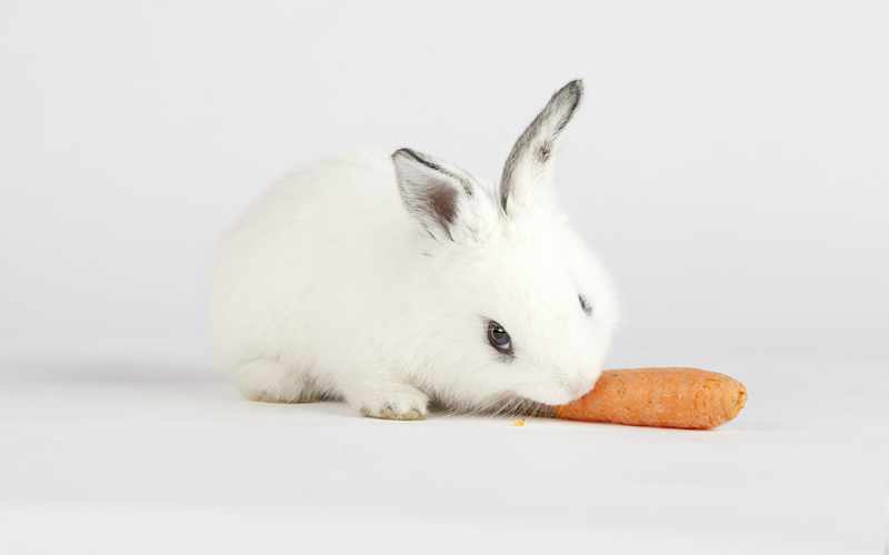 هویج برای خرگوش