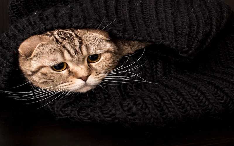 کاهش اضطراب گربه