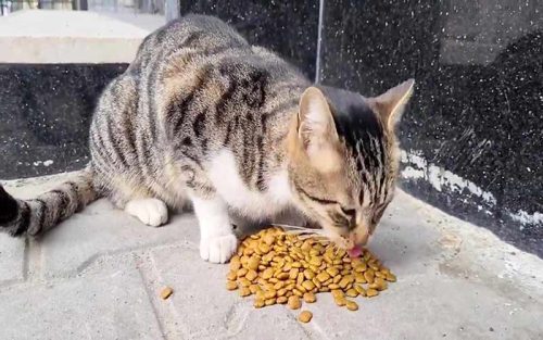غذای گربه خیابانی