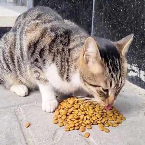 غذای گربه خیابانی